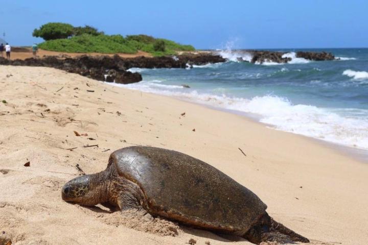 a turtle on a beach