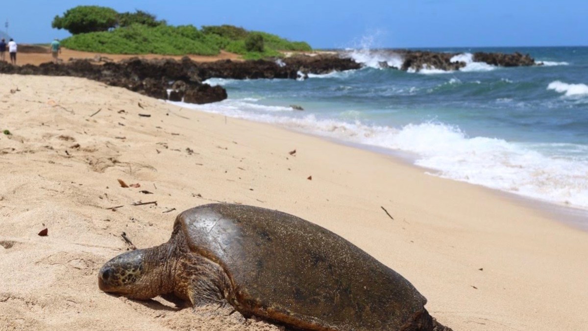 a turtle on a beach