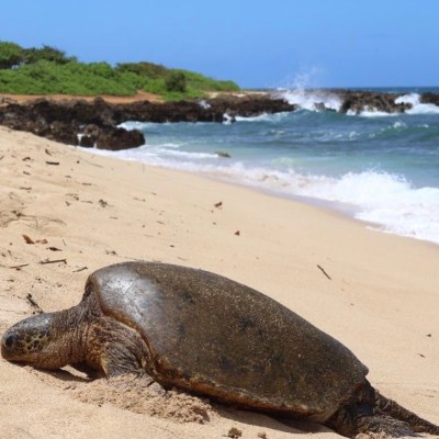 a turtle on a beach